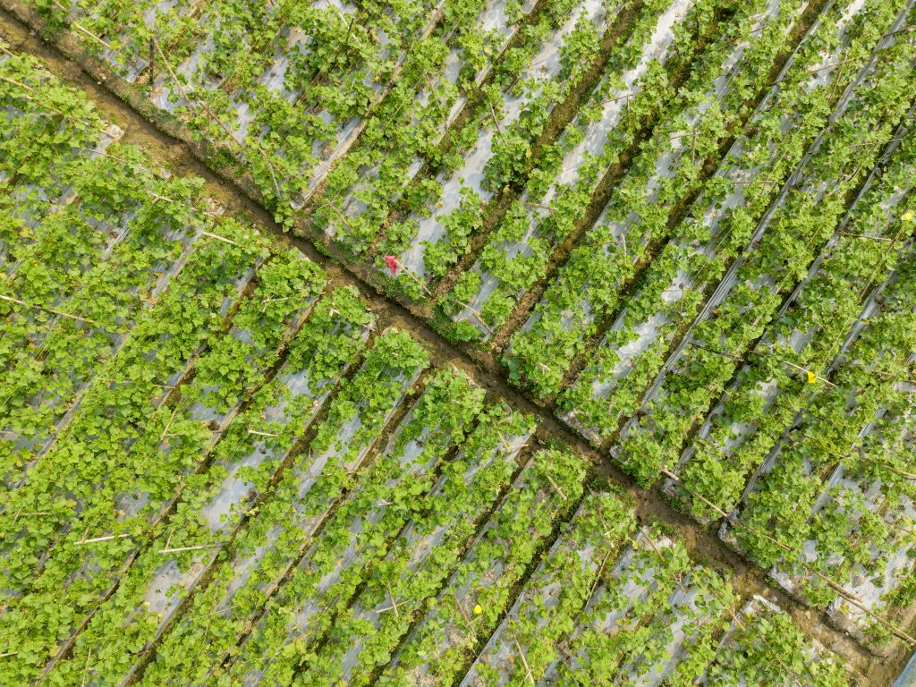Mulching and multiple cropping in cucumber field under SMART project