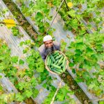 RECP practices transformed Rubel’s vegetable farm from conventional to sustainable