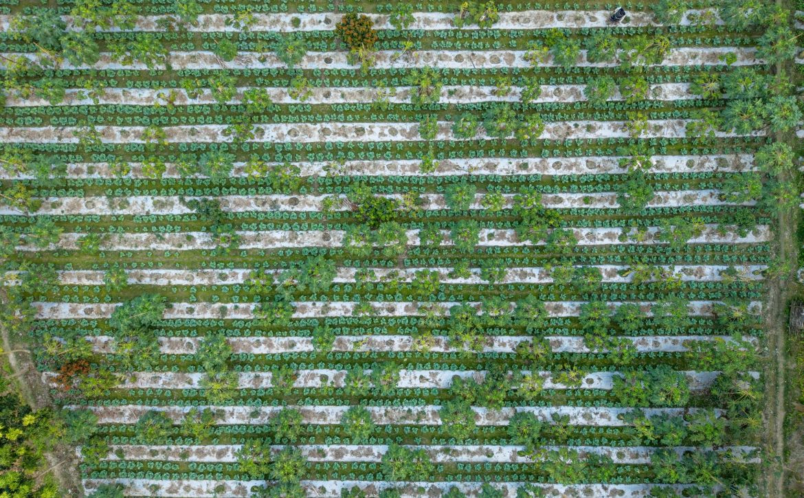 Agroecological farming under the PKSF's SMART Project