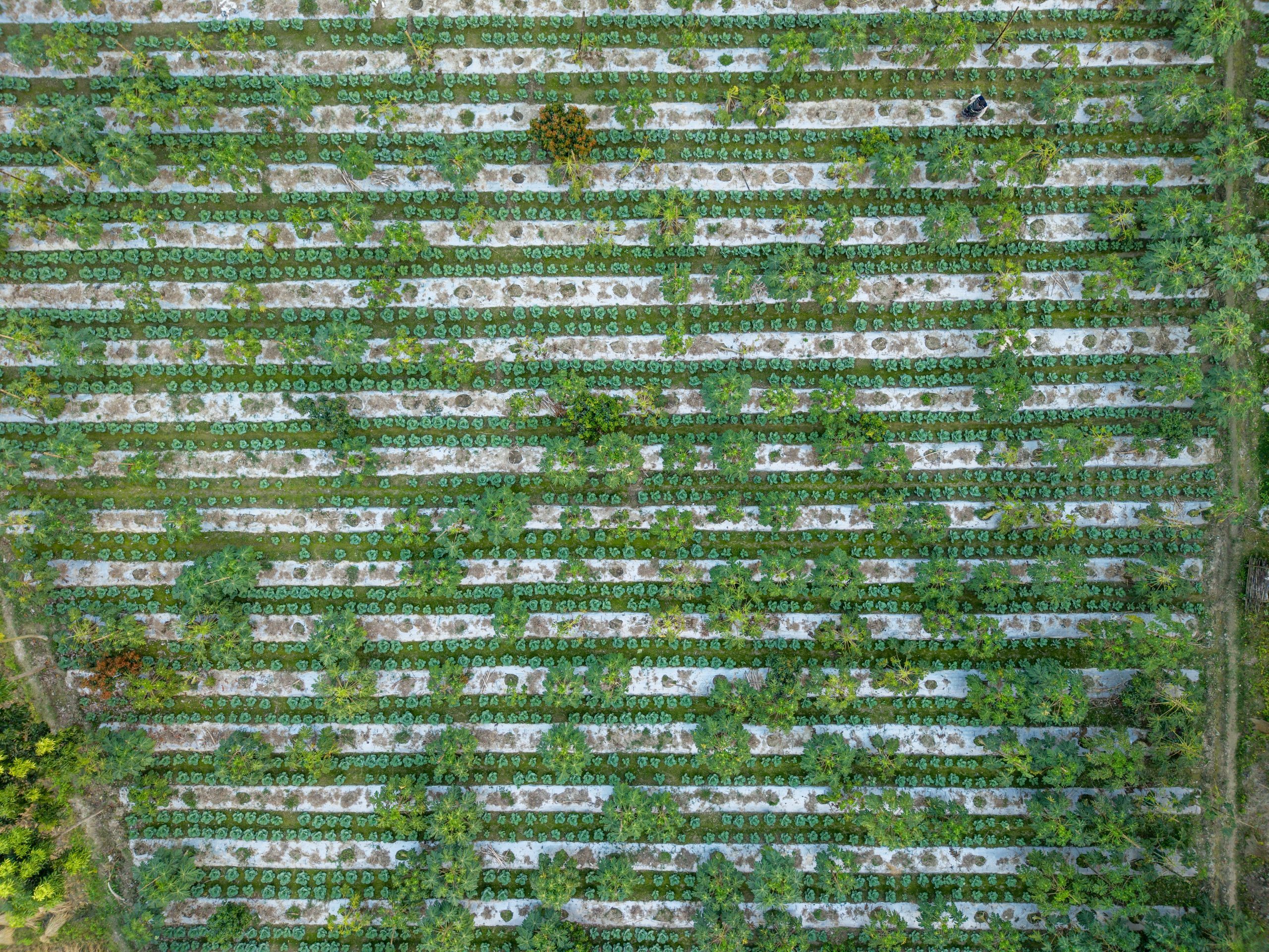 Agroecological farming under the PKSF's SMART Project