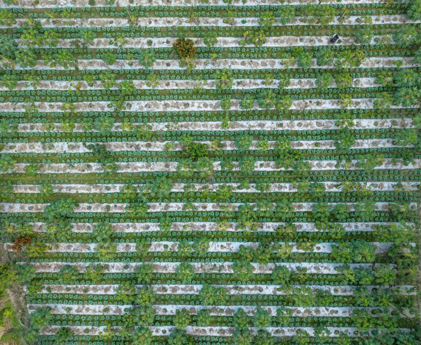 Agroecological farming under the PKSF's SMART Project