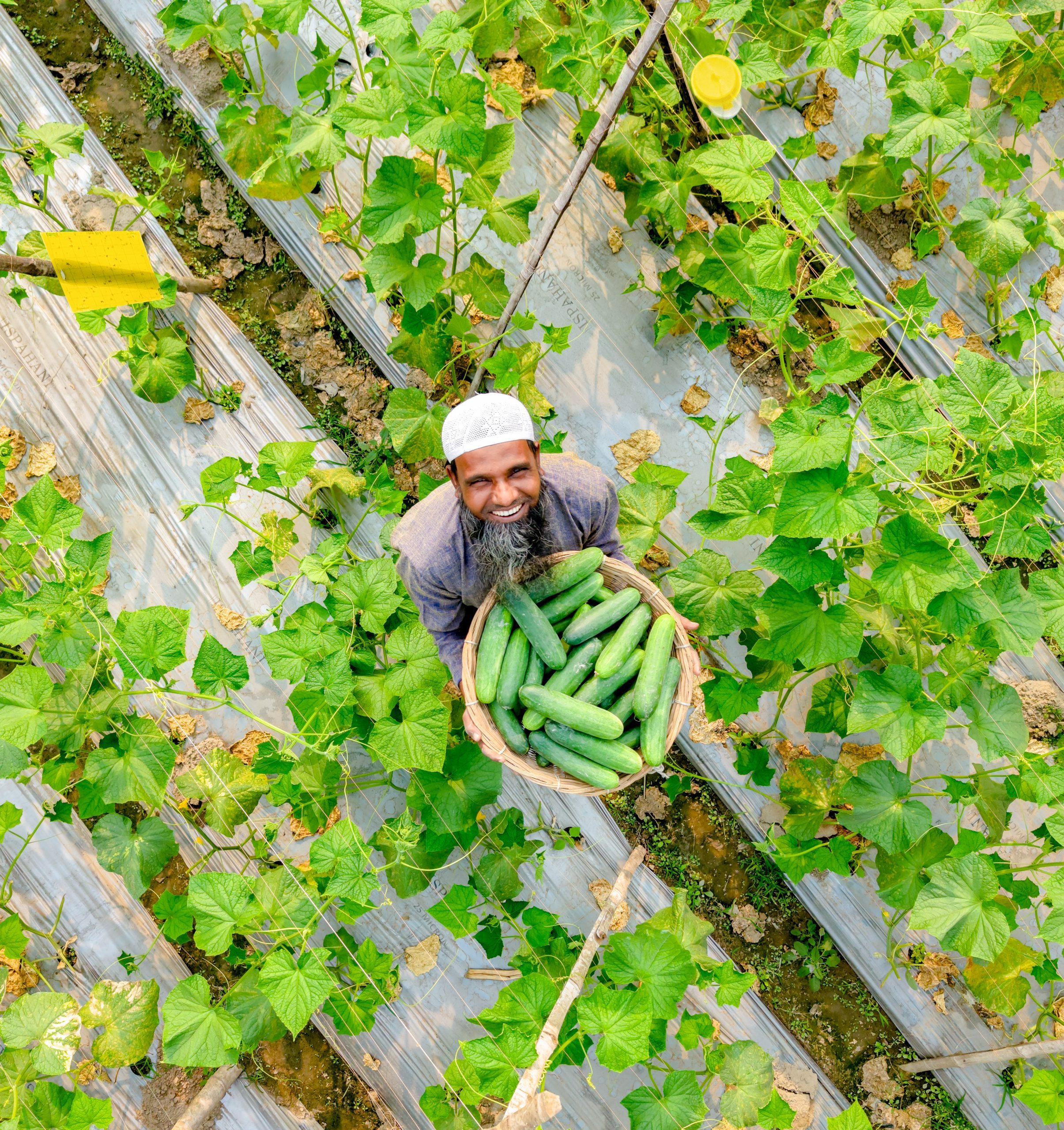 PKSF SMART project vegetable cultivation with RECP practices